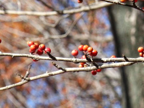 Ilex macropoda