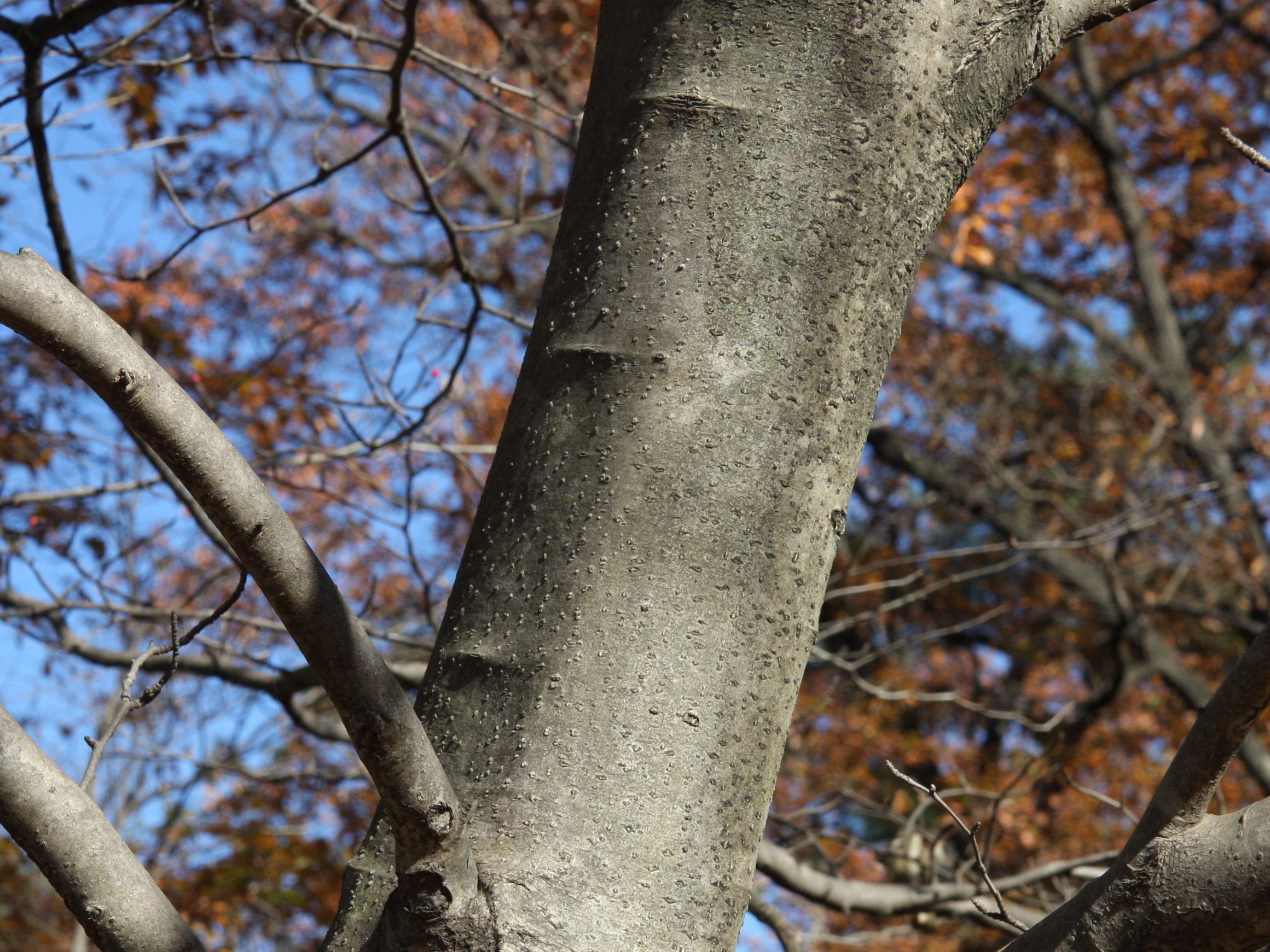 Ilex macropoda