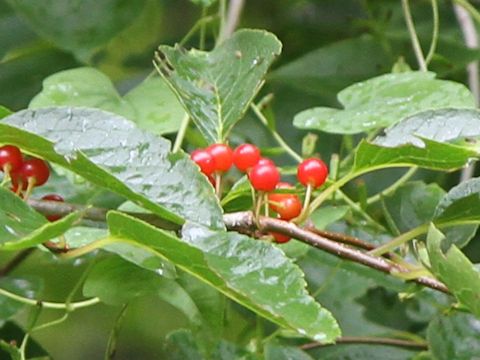 Ilex macropoda