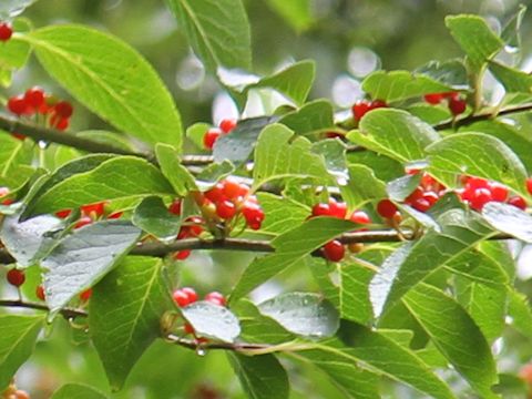 Ilex macropoda