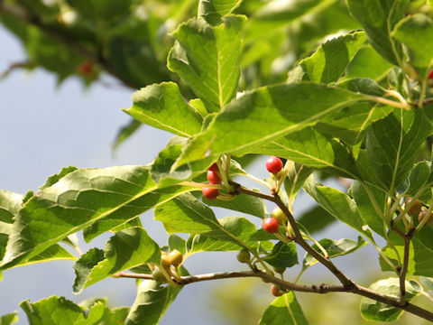 Ilex macropoda