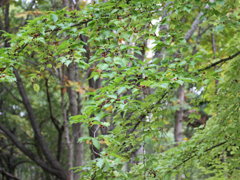 Ilex macropoda