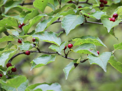 Ilex macropoda