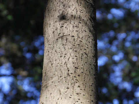 Ilex macropoda