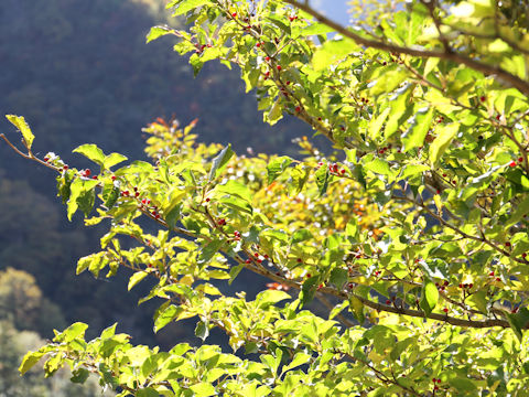 Ilex macropoda