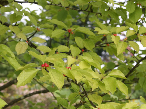 Ilex macropoda