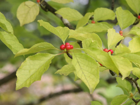 Ilex macropoda