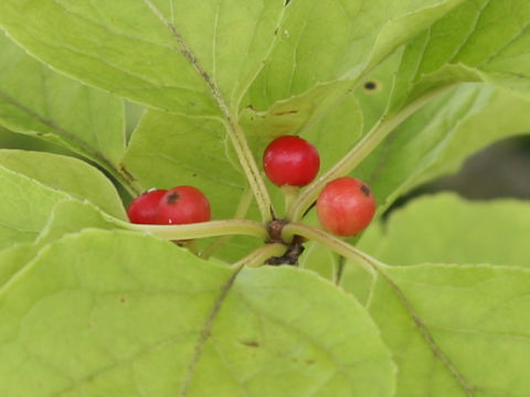 Ilex macropoda