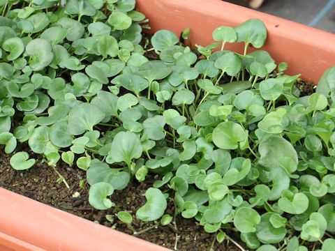 Dichondra micrantha