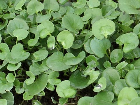 Dichondra micrantha