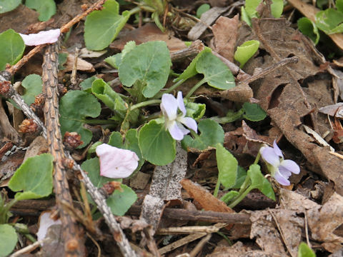 Viola hondoensis