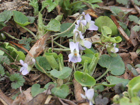 Viola hondoensis