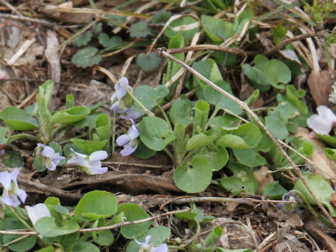 Viola hondoensis