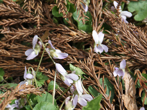 Viola hondoensis