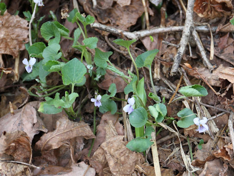 Viola hondoensis