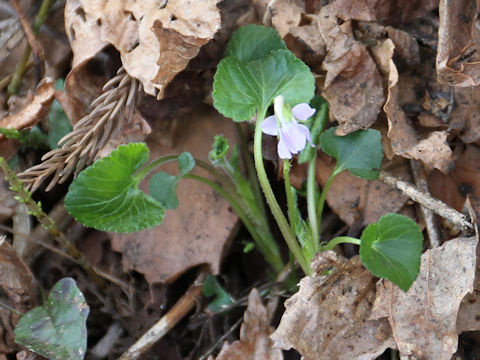 Viola hondoensis