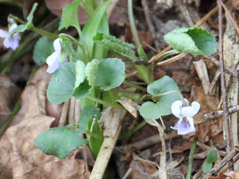 Viola hondoensis