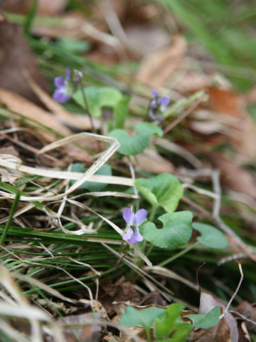 Viola hondoensis