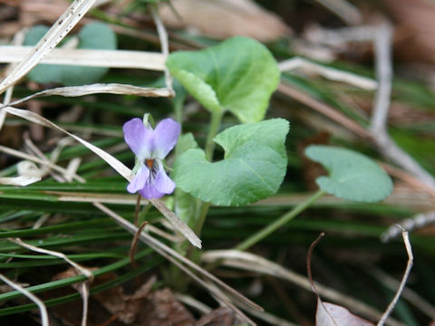 Viola hondoensis