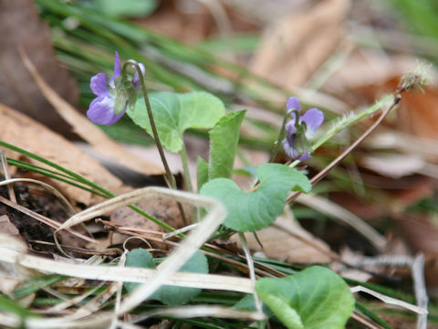 Viola hondoensis