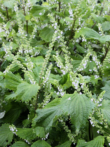 Perilla frutescens var. acuta f. viridis