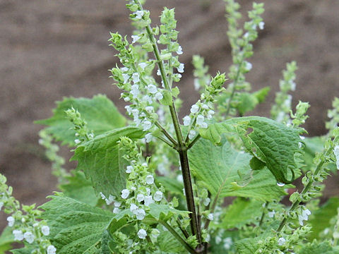 Perilla frutescens var. acuta f. viridis