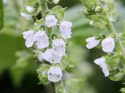 Perilla frutescens var. acuta f. viridis