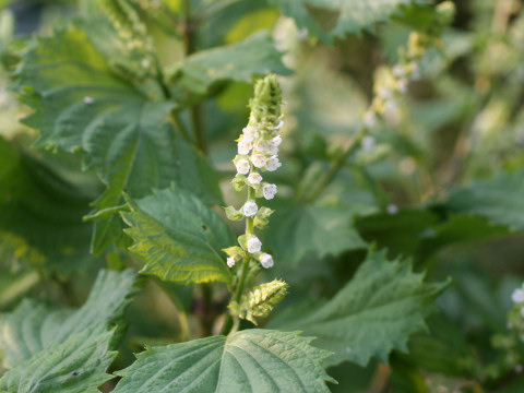 Perilla frutescens var. acuta f. viridis