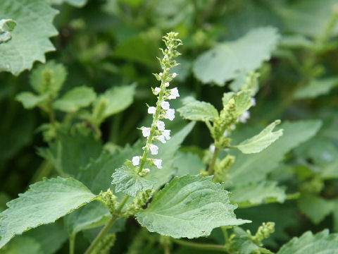 Perilla frutescens var. acuta f. viridis