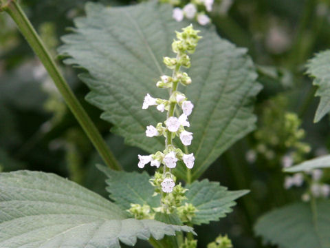 Perilla frutescens var. acuta f. viridis