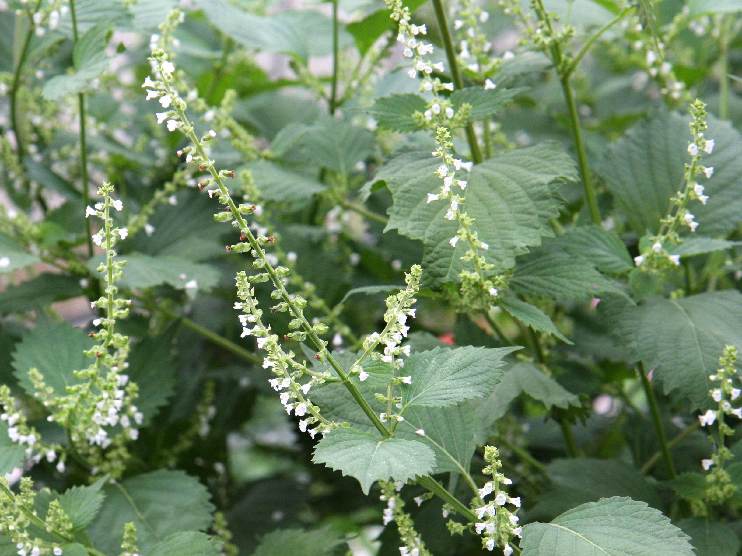 Perilla frutescens var. acuta f. viridis