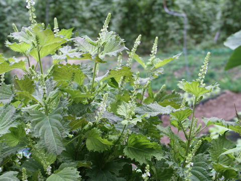 Perilla frutescens var. acuta f. viridis