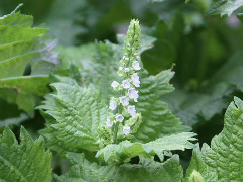 Perilla frutescens var. acuta f. viridis