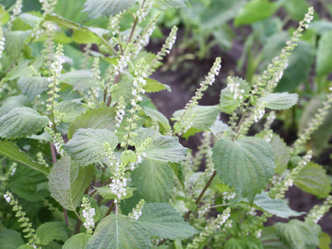 Perilla frutescens var. acuta f. viridis