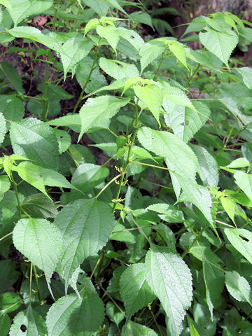 Boehmeria nipononivea f. concolor