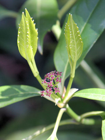 Aucuba japonica