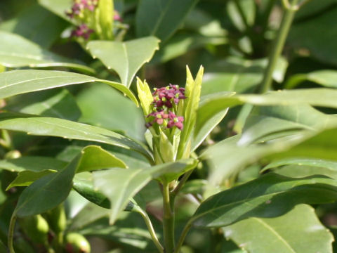 Aucuba japonica