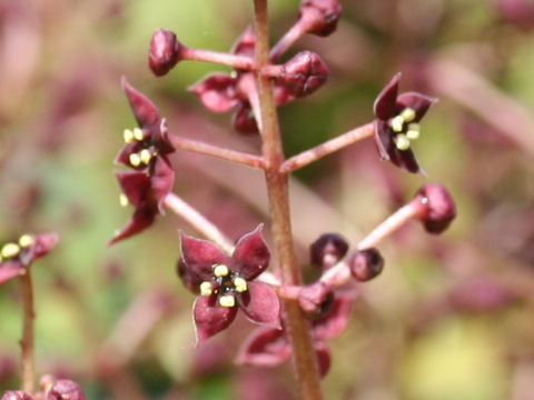 Aucuba japonica