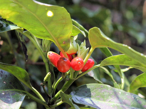 Aucuba japonica