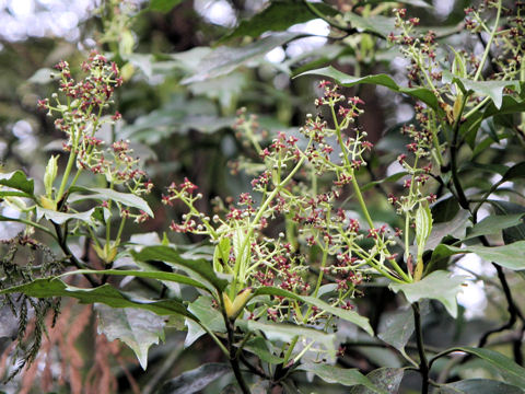 Aucuba japonica