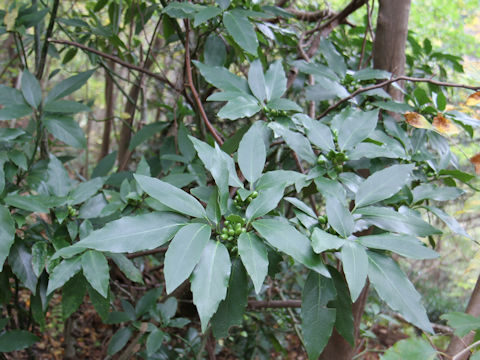 Aucuba japonica