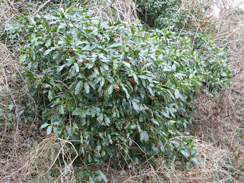 Aucuba japonica