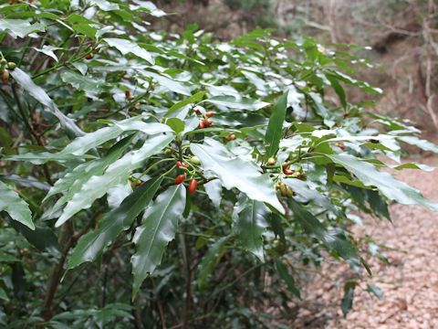 Aucuba japonica