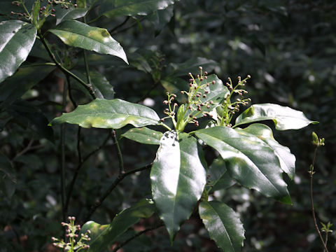 Aucuba japonica