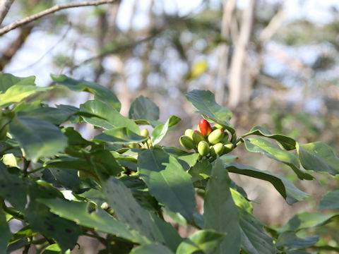 Aucuba japonica