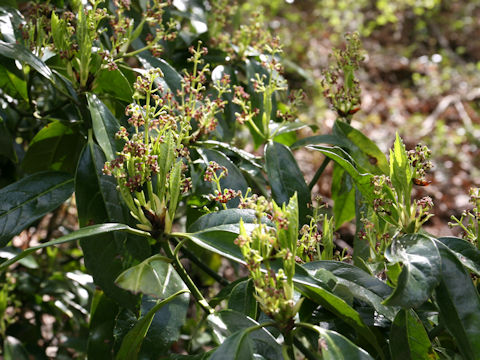 Aucuba japonica