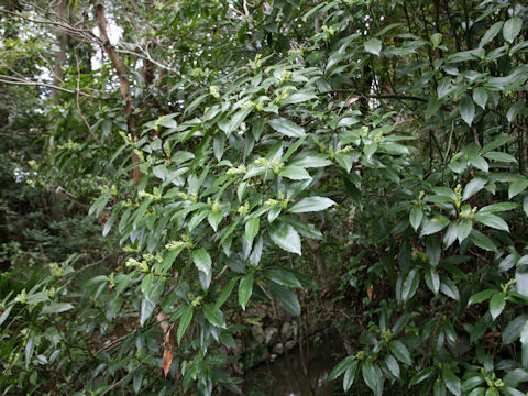 Aucuba japonica