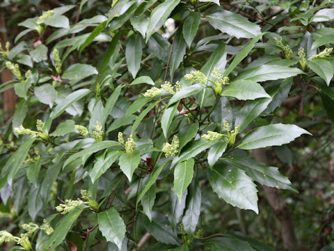 Aucuba japonica