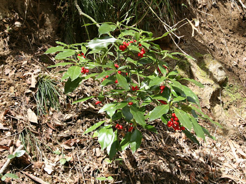 アオキ (Aucuba japonica)