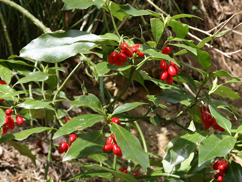 アオキ (Aucuba japonica)